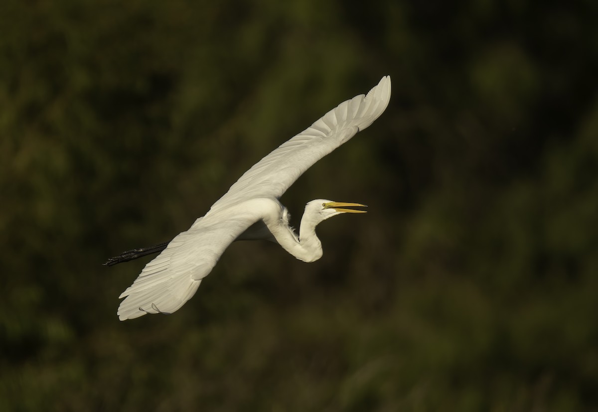 Great Egret - Robert Michaelson