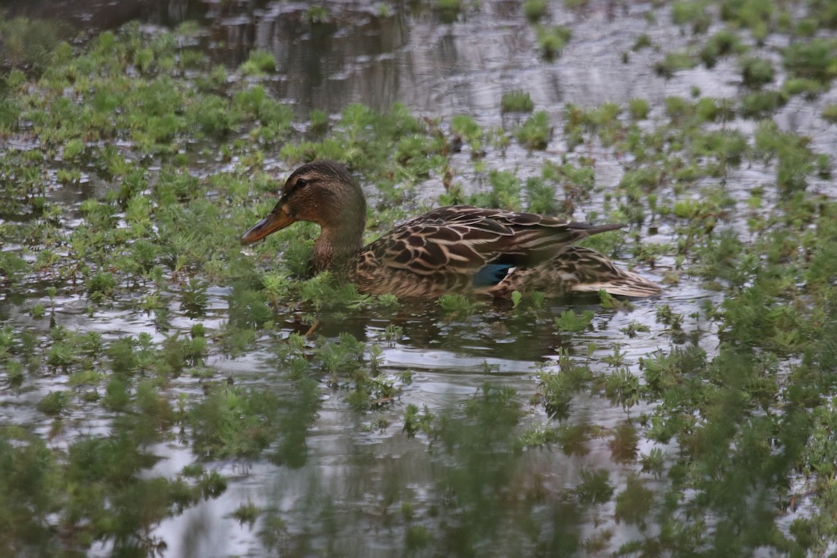 Mallard - ML495385371