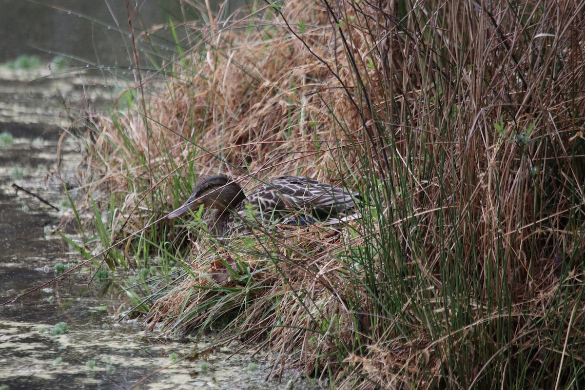 Mallard - ML495385381