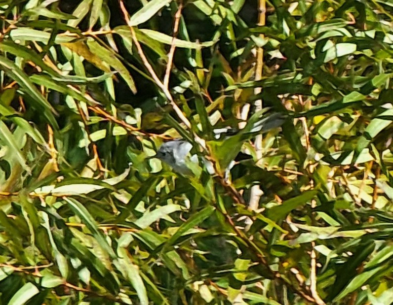 Blue-gray Gnatcatcher - ML495385491