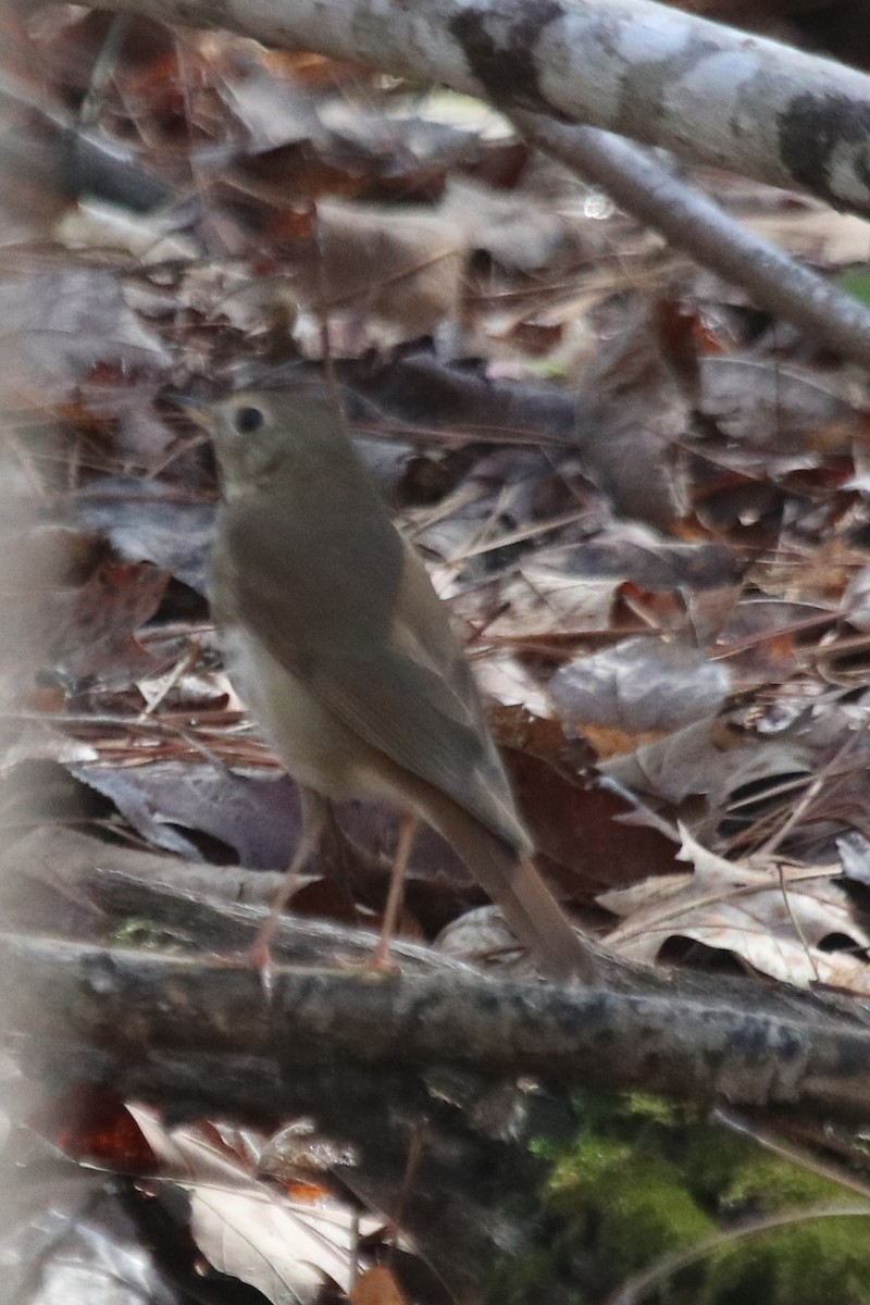 Hermit Thrush - ML495385691