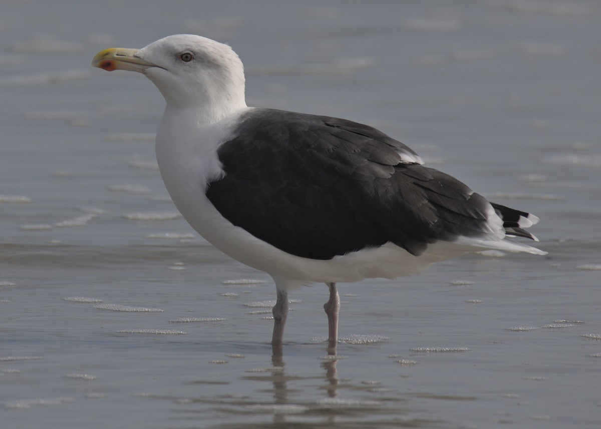 Great Black-backed Gull - ML495386951