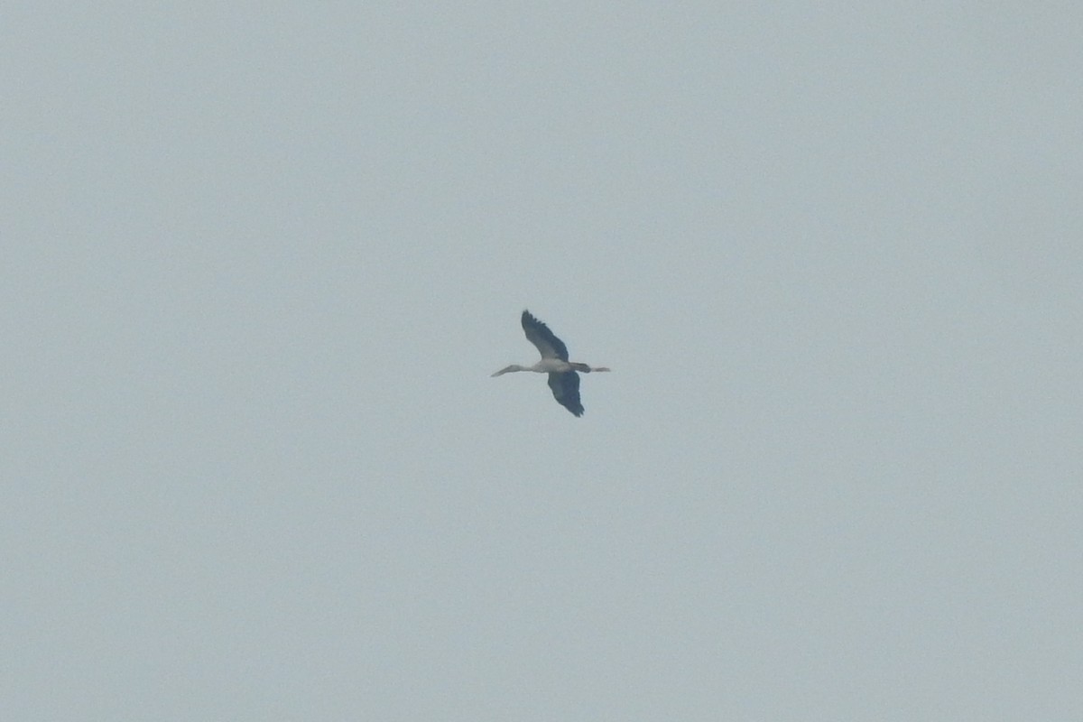 Asian Openbill - ML495386991
