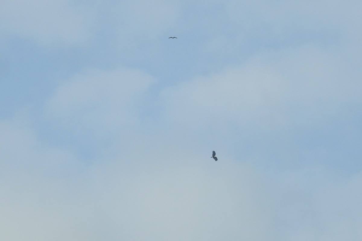 Brahminy Kite - ML495387281