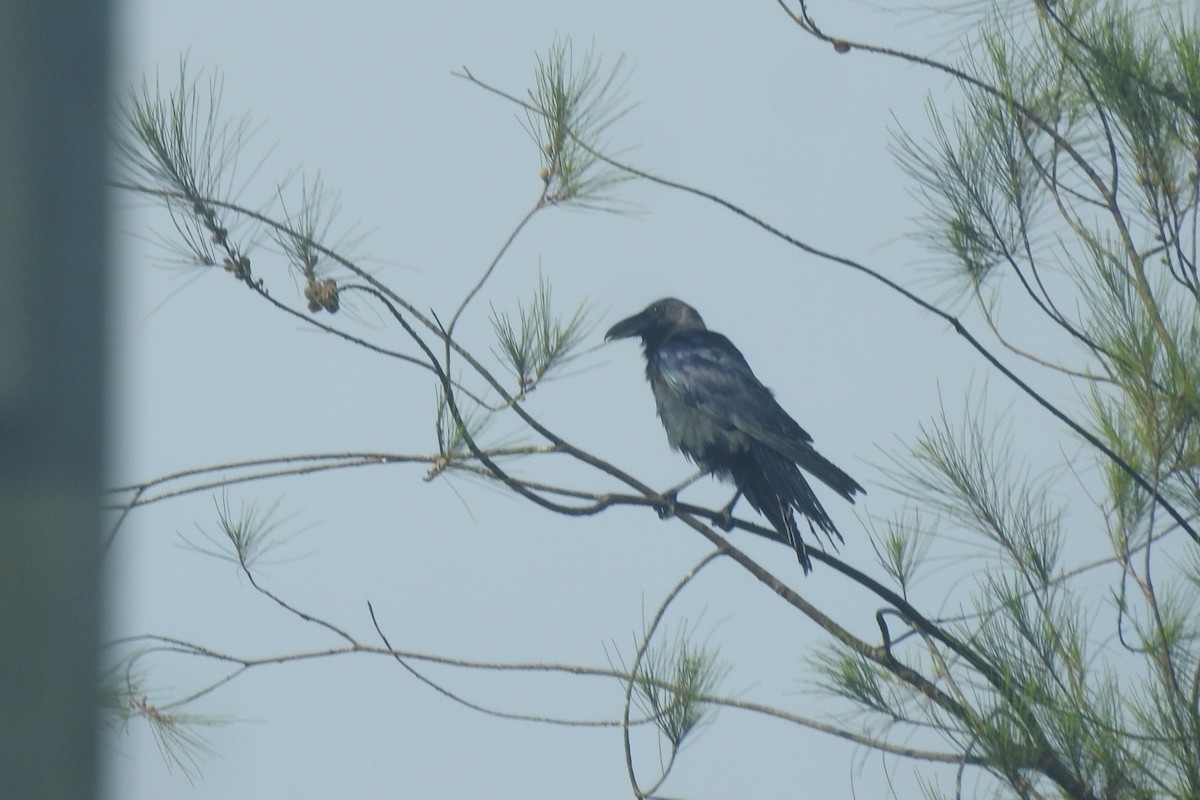 House Crow - ML495387311