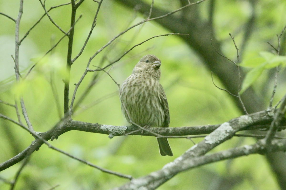 House Finch - ML495387381