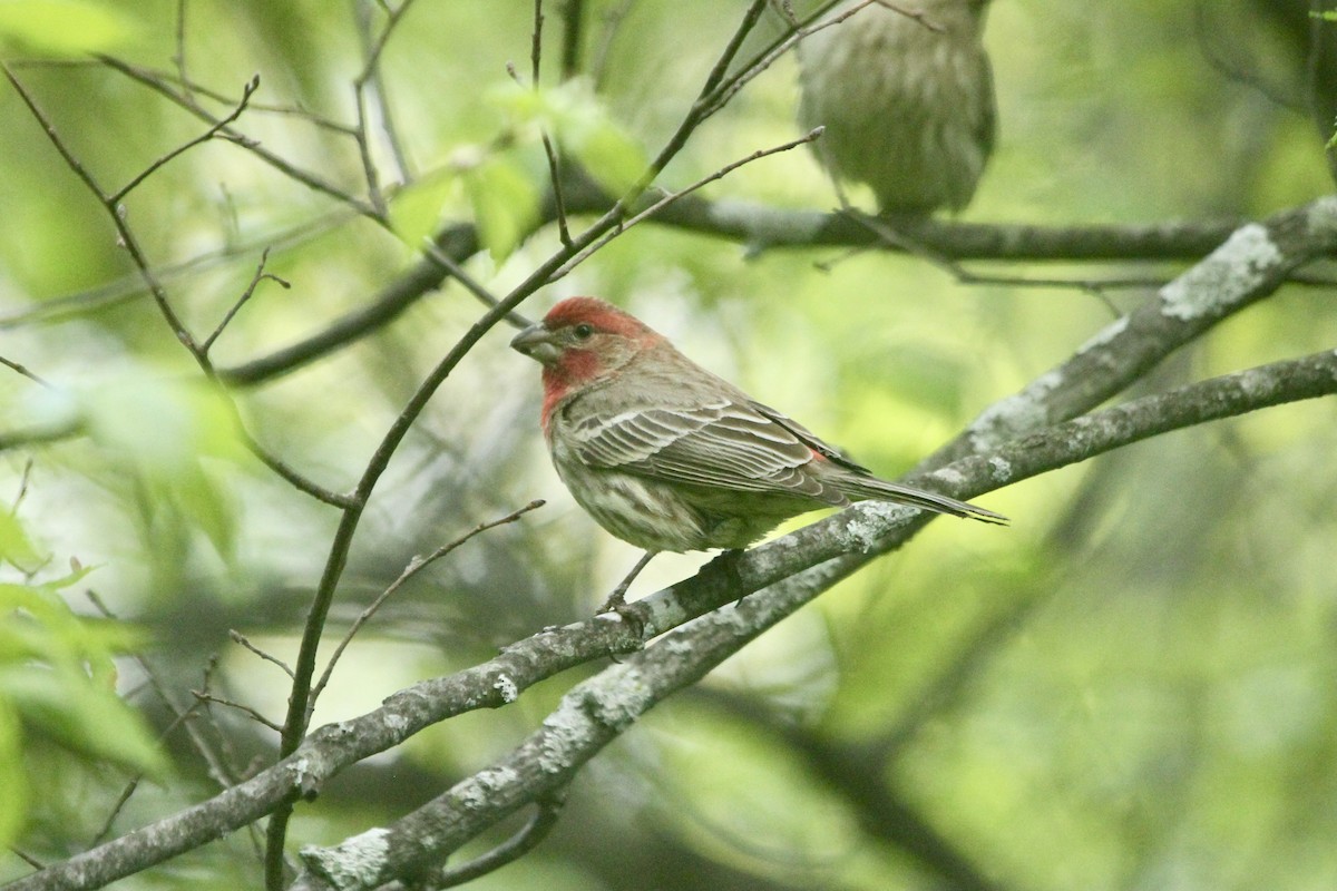 House Finch - ML495387391