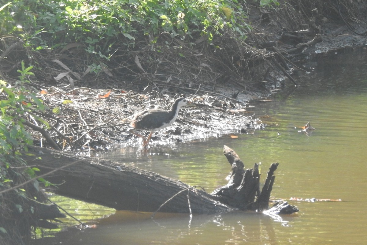White-breasted Waterhen - ML495387471