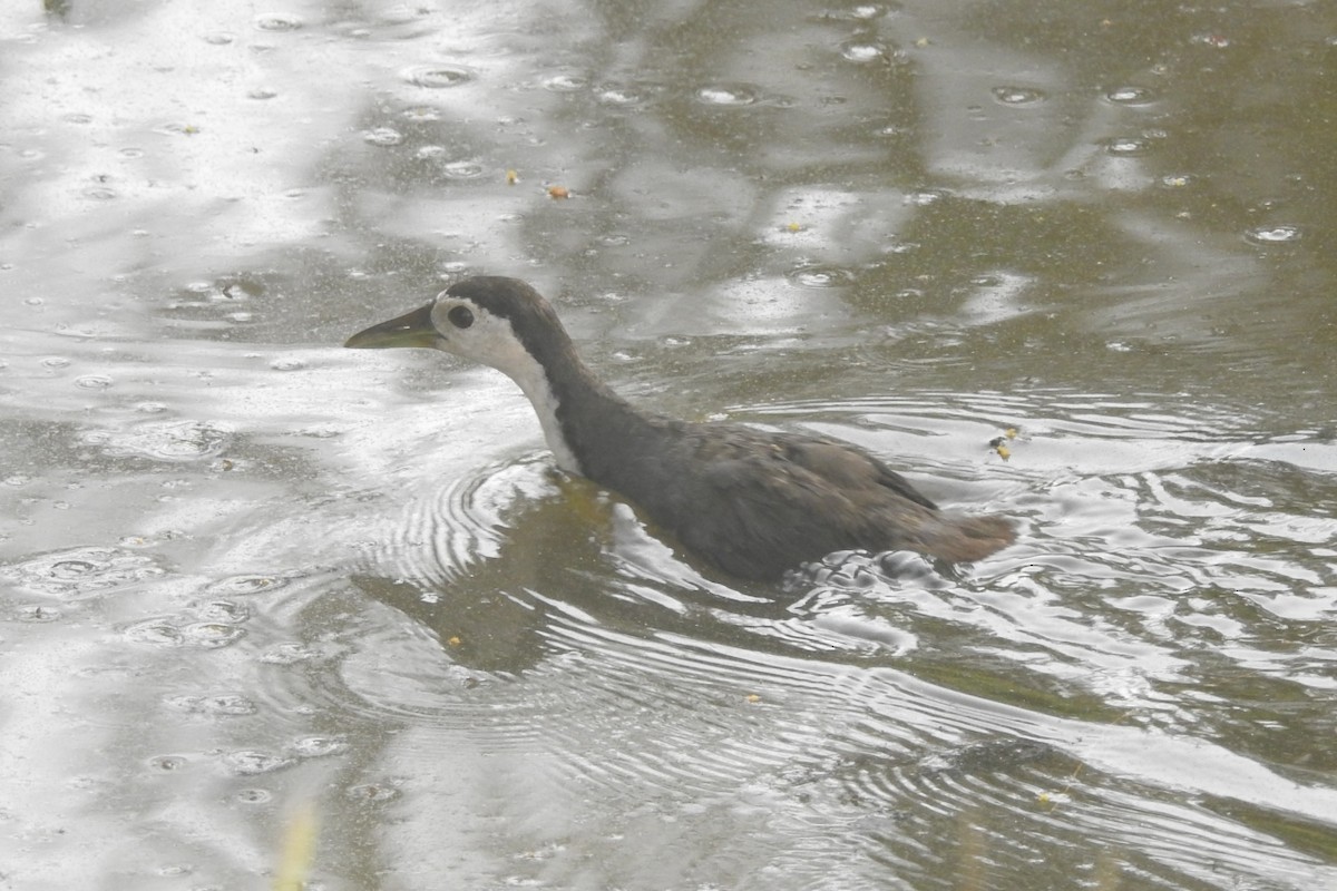 White-breasted Waterhen - ML495387481