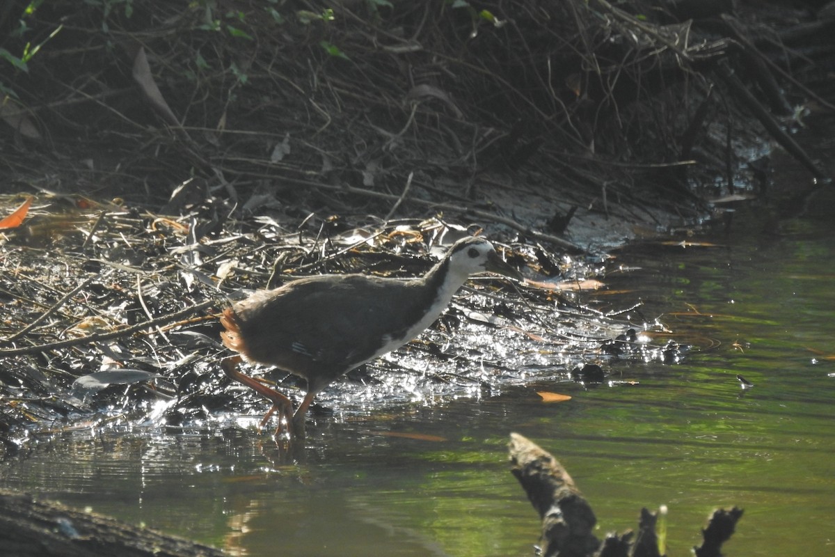 White-breasted Waterhen - ML495387491