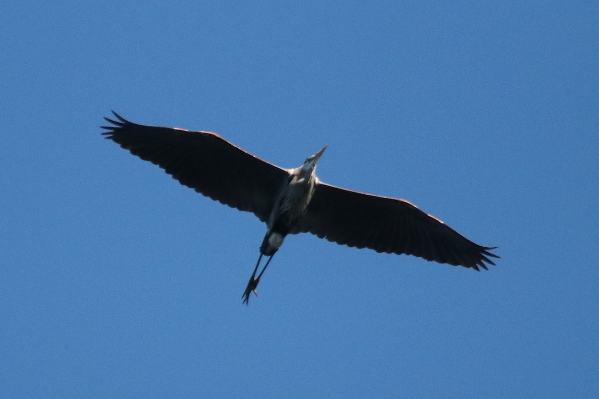 Great Blue Heron - ML495387671