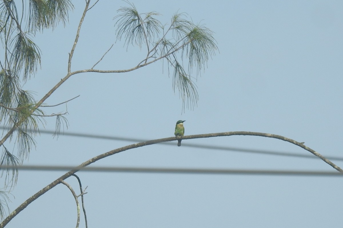 Blue-tailed Bee-eater - ML495387681