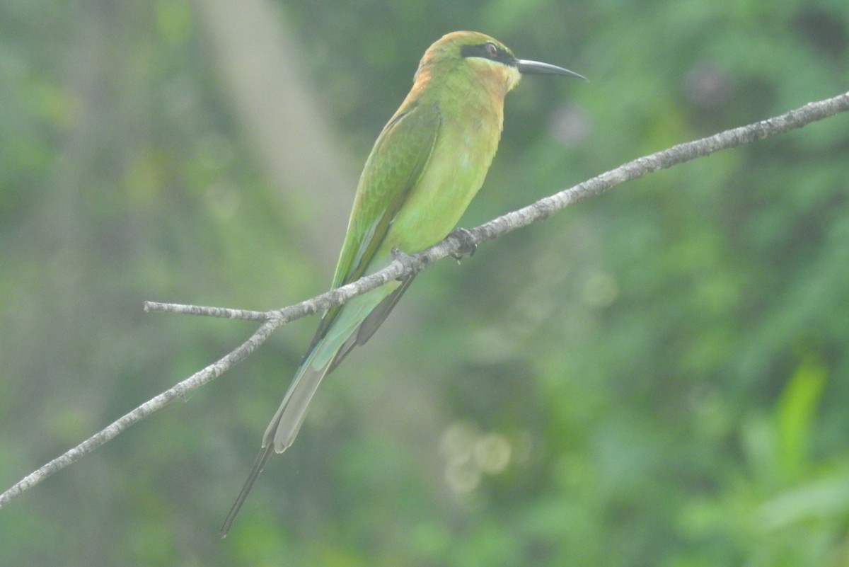 Blue-tailed Bee-eater - ML495387691