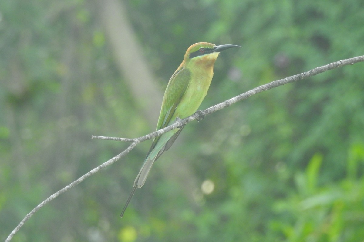 Blue-tailed Bee-eater - ML495387701