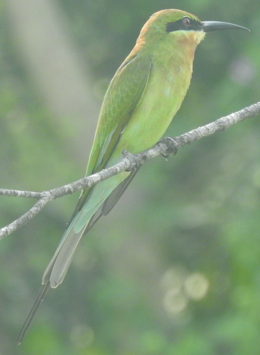 Blue-tailed Bee-eater - ML495387711