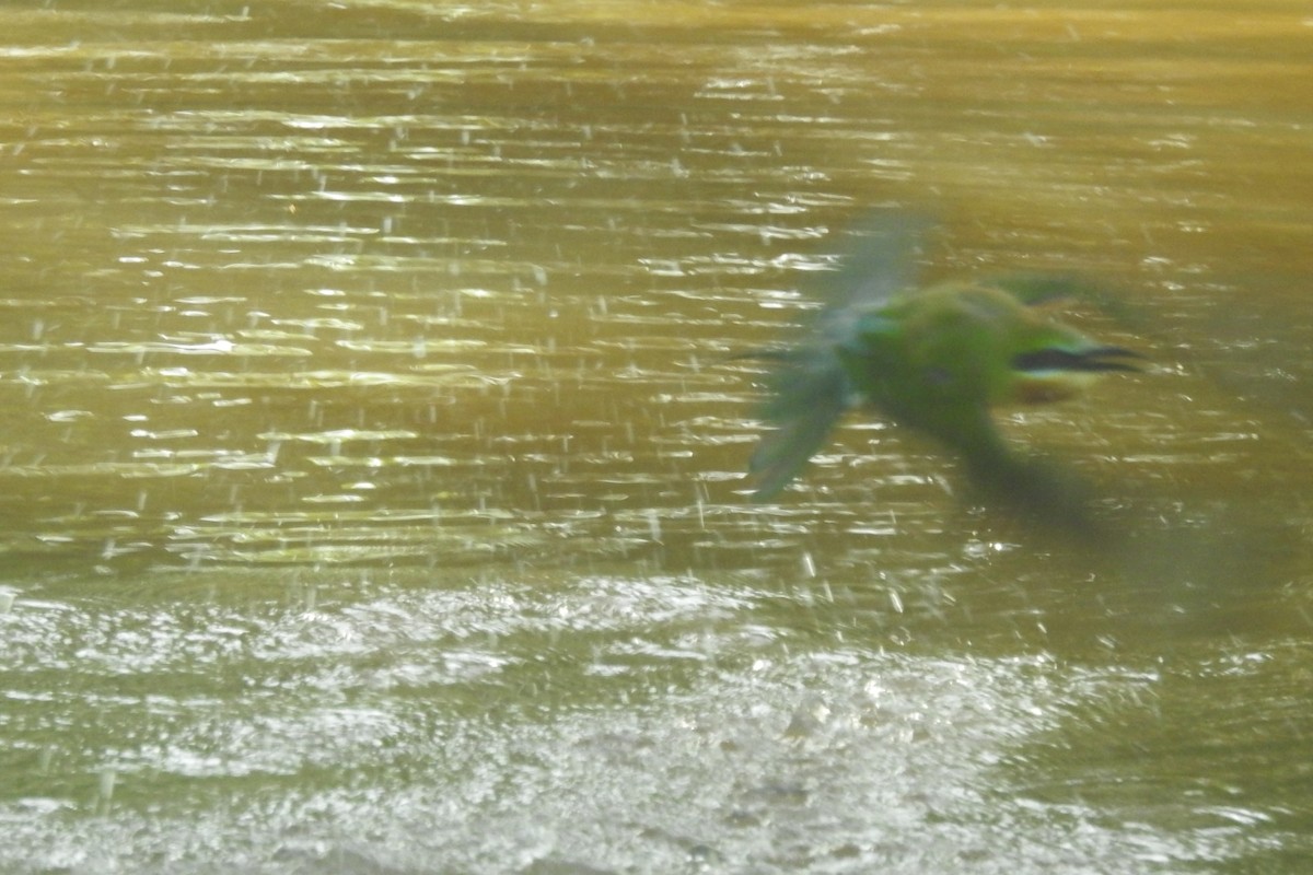 Blue-tailed Bee-eater - ML495387721