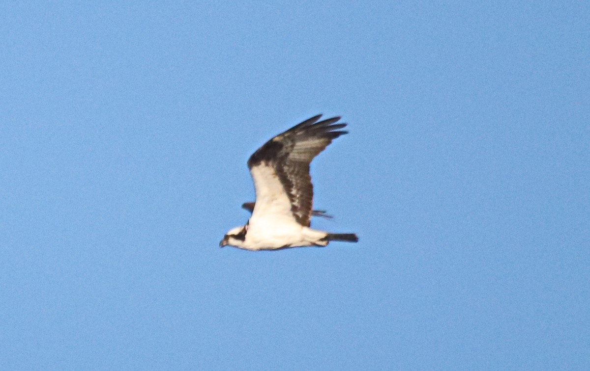 Osprey - ML495387801