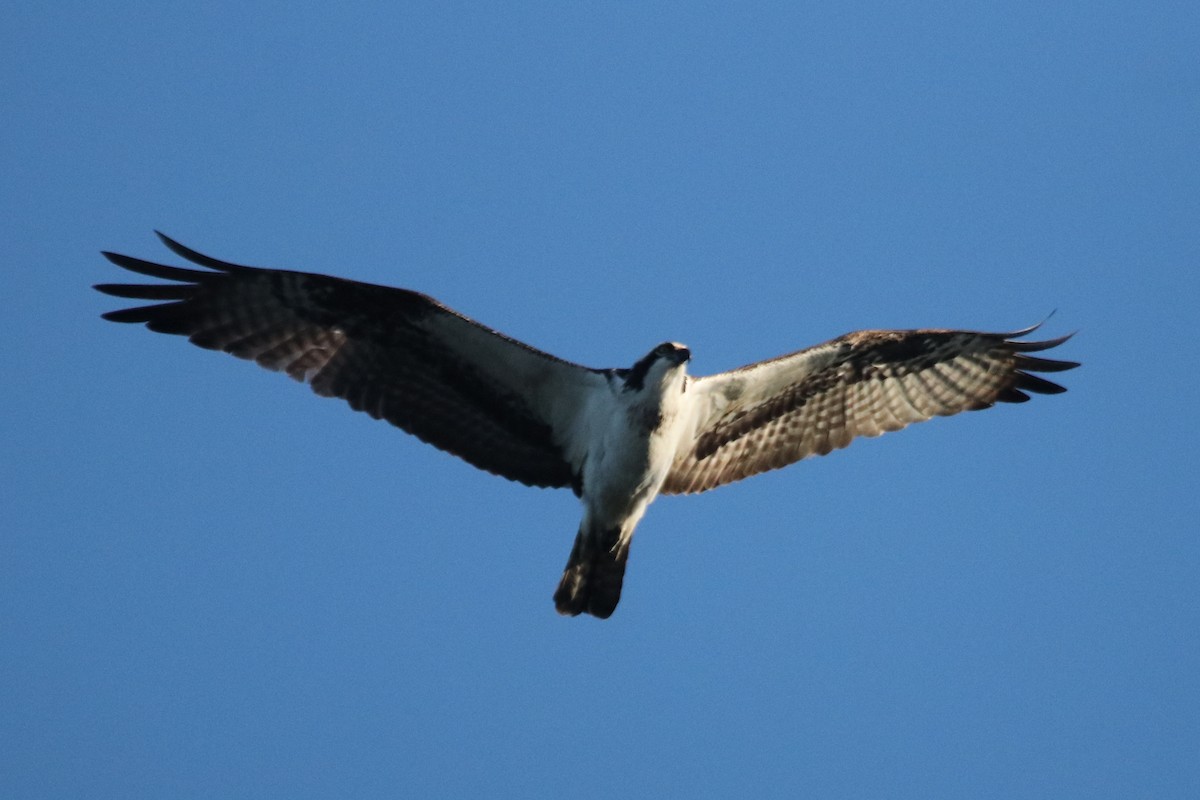 Osprey - ML495387811