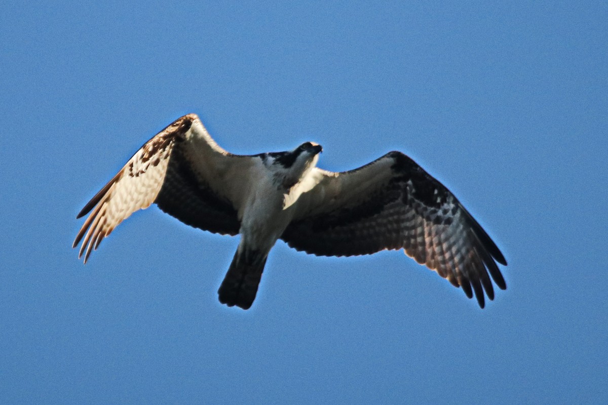 Osprey - ML495387821