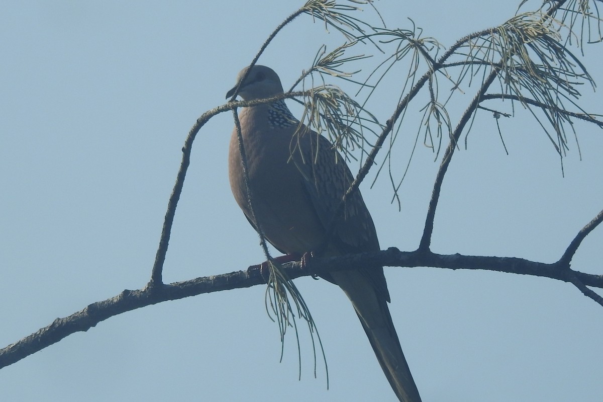 Spotted Dove - ML495387931