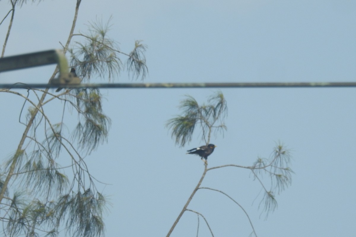 Common Myna - ML495388011