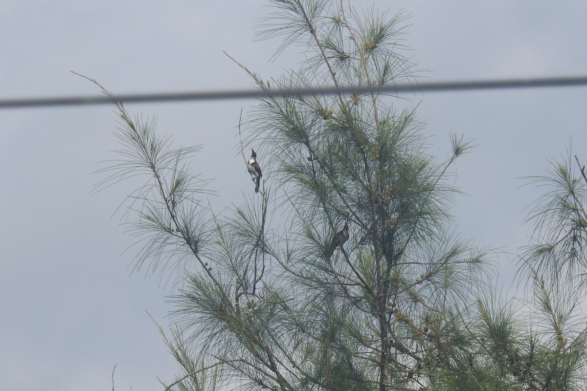 Red-whiskered Bulbul - ML495388121