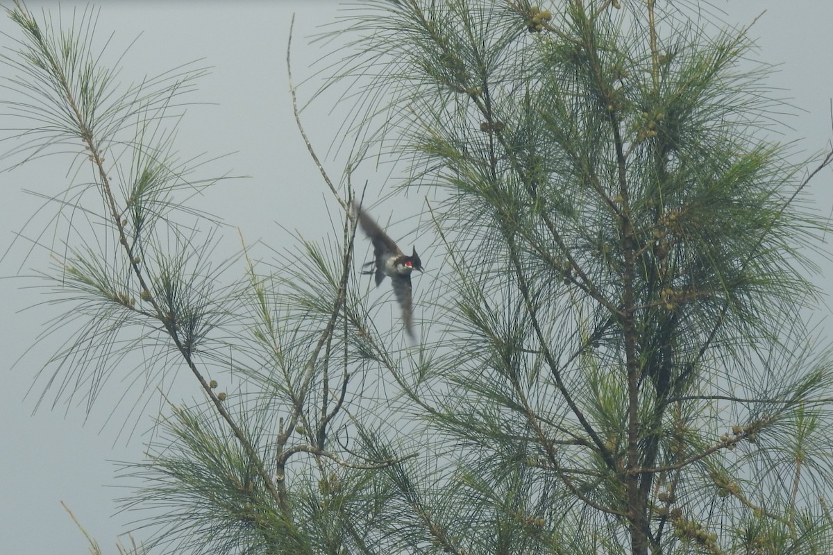 Red-whiskered Bulbul - ML495388141
