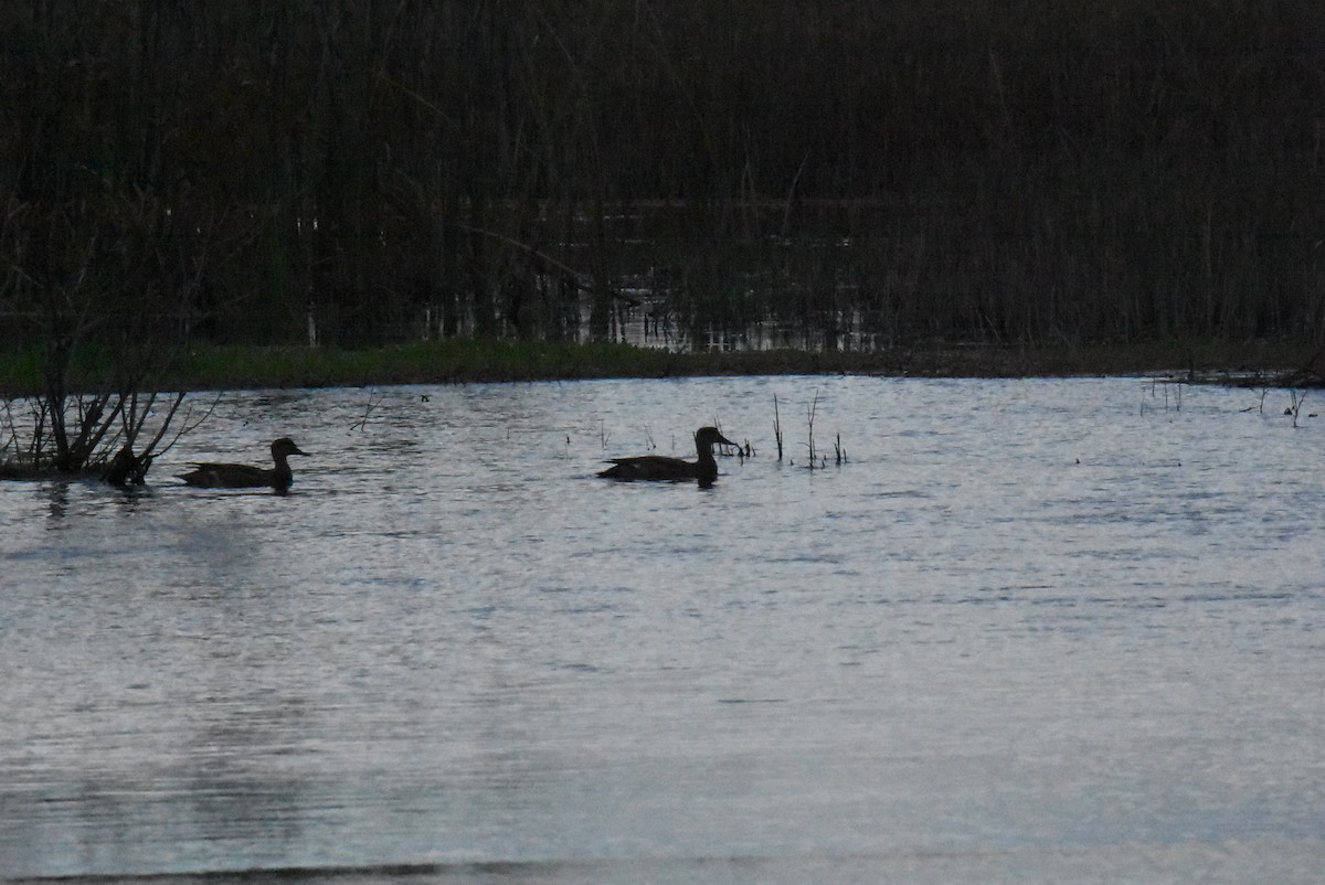 Gadwall - Alberto Hernandez