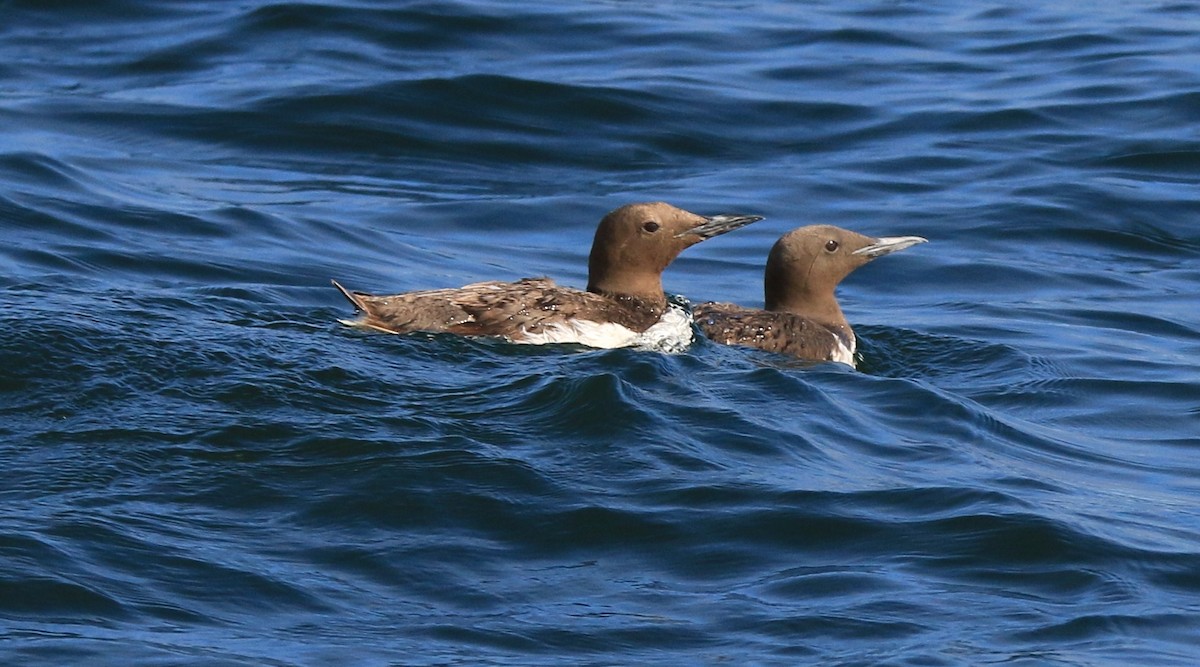 Common Murre - Loch Kilpatrick