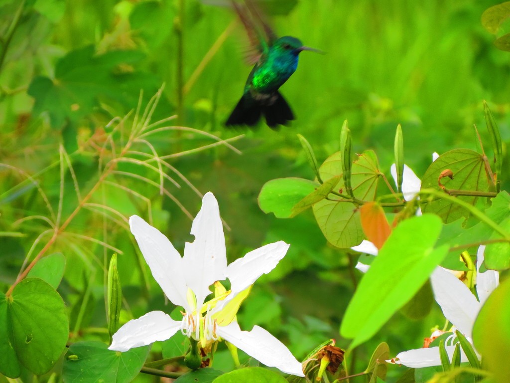 Blauschwanz-Smaragdkolibri - ML495389831