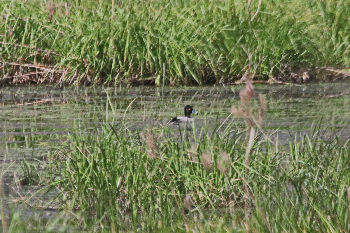 Ring-necked Duck - ML495389871