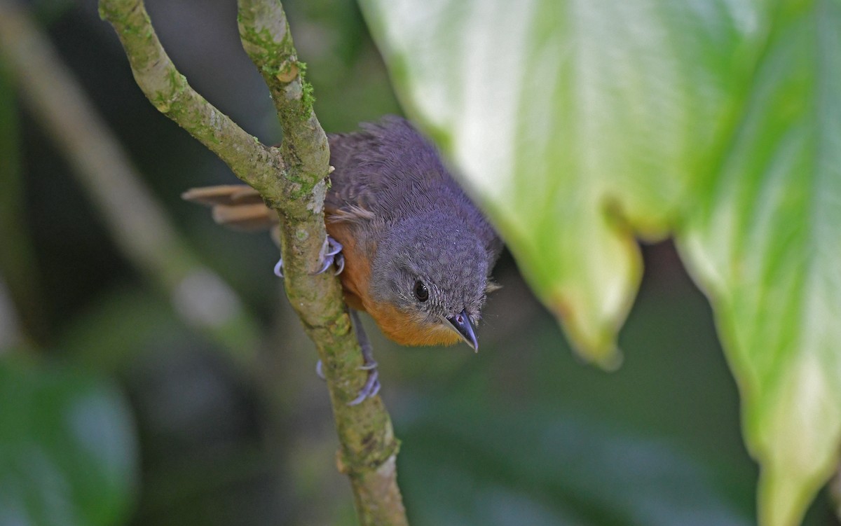 Parker's Antbird - Christoph Moning