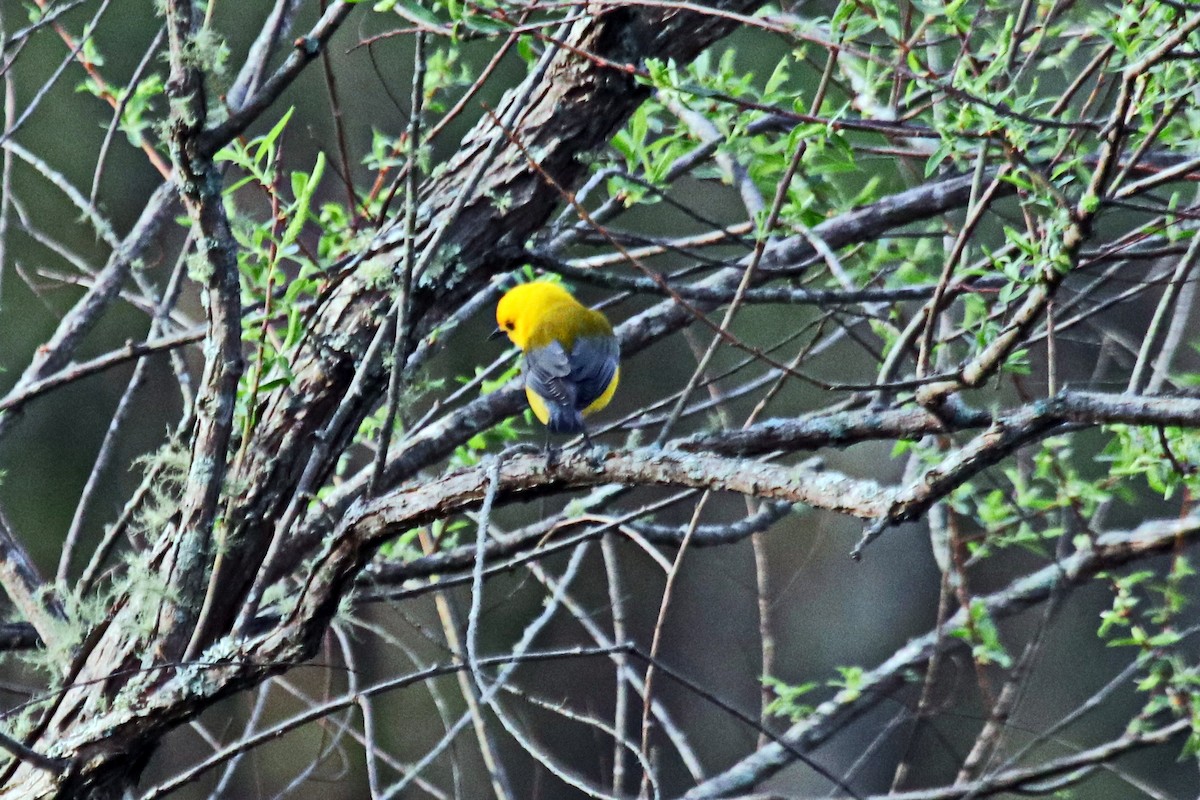 Prothonotary Warbler - ML495390121