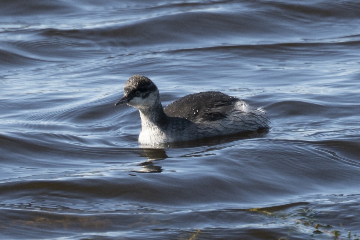 Черношейная поганка - ML495391681