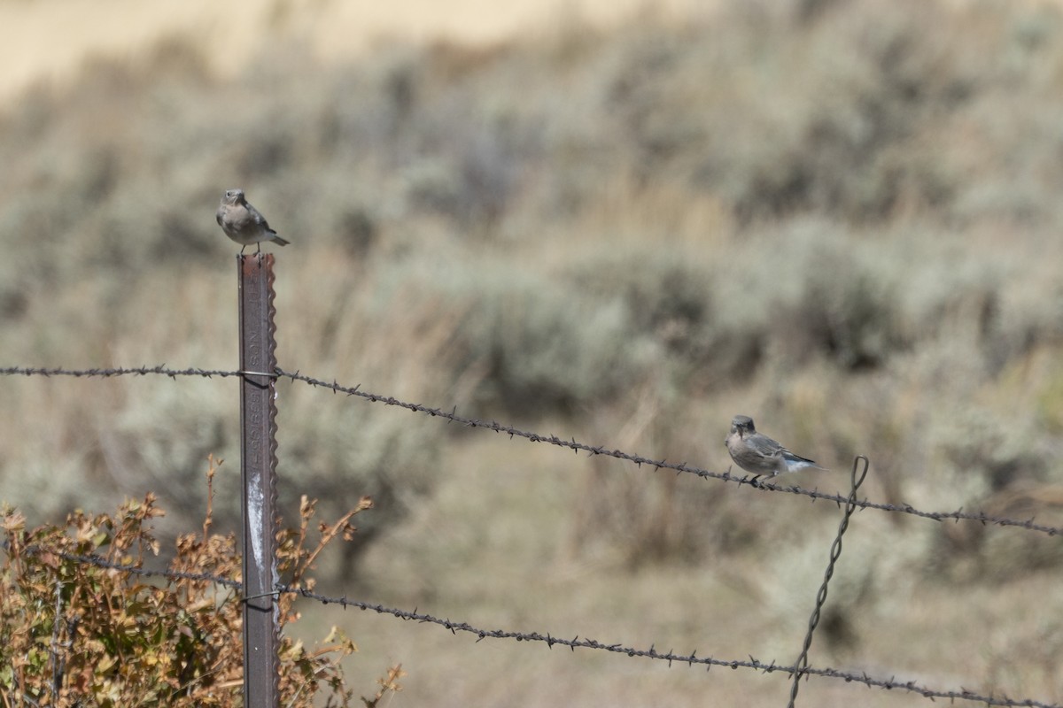 Голубая сиалия - ML495391791