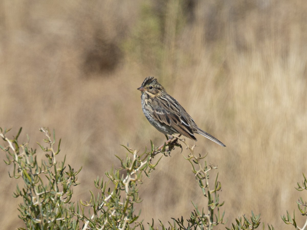 Еловая овсянка - ML495392061