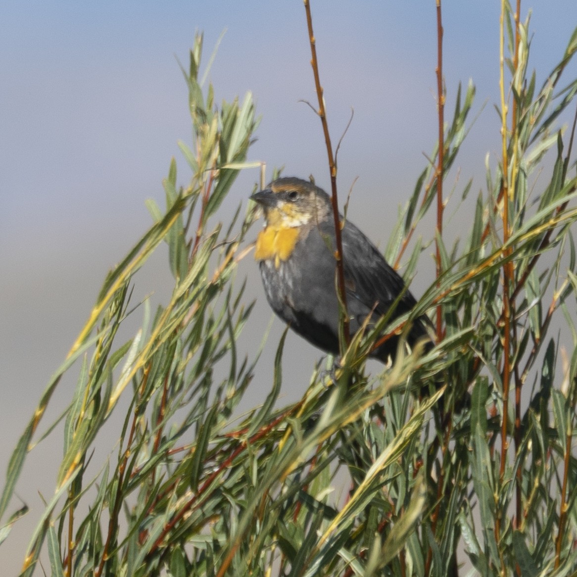 Желтоголовый трупиал - ML495392101