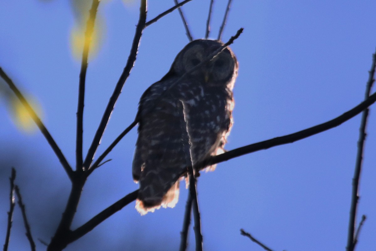 Barred Owl - ML495392591