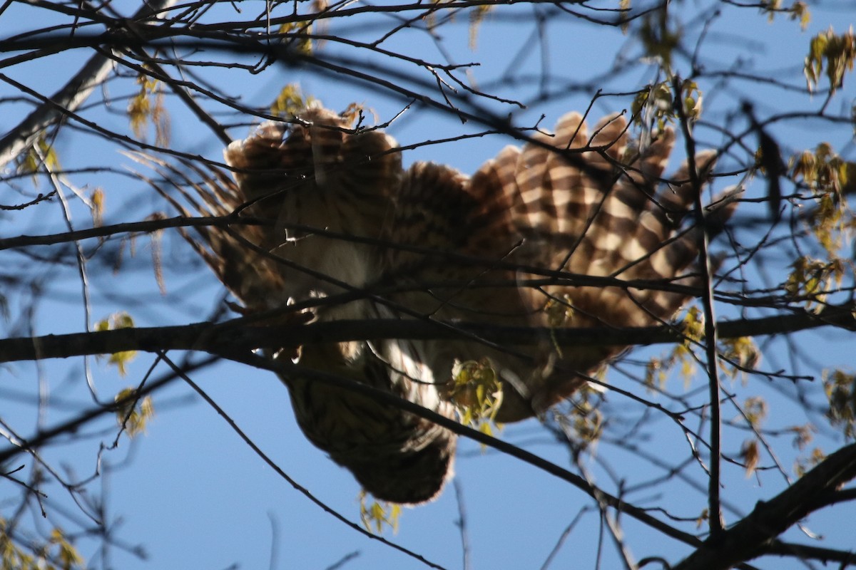 Barred Owl - ML495392601