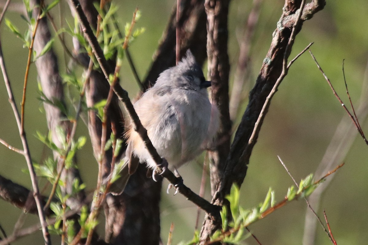Tufted Titmouse - ML495392651