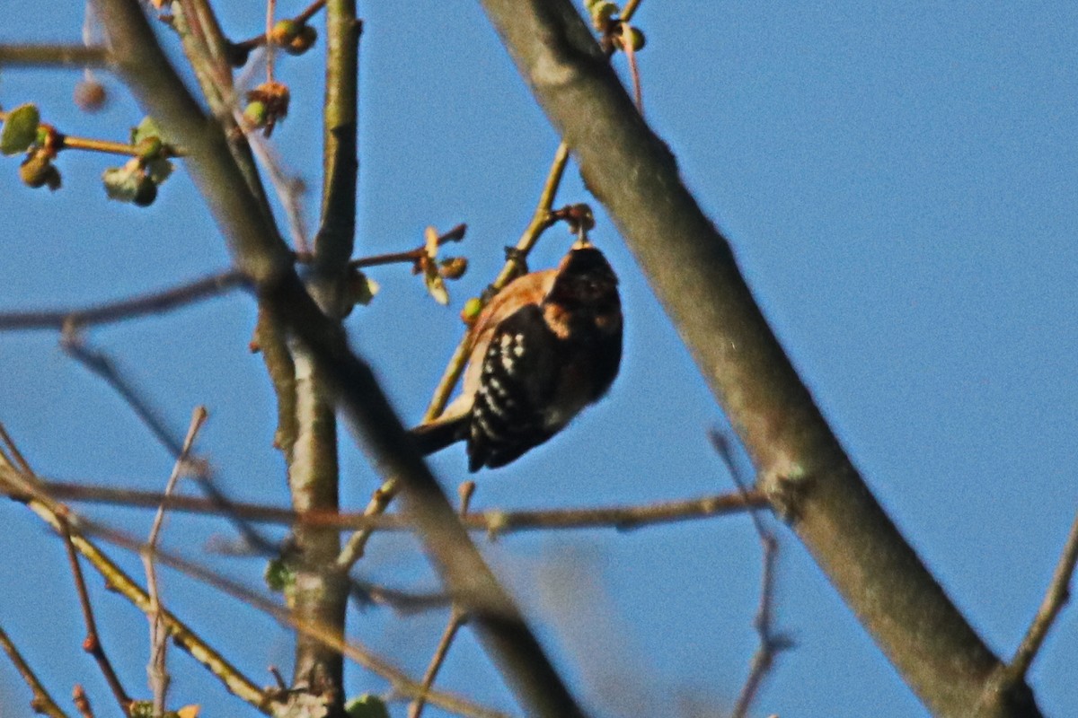 Downy Woodpecker - ML495392821