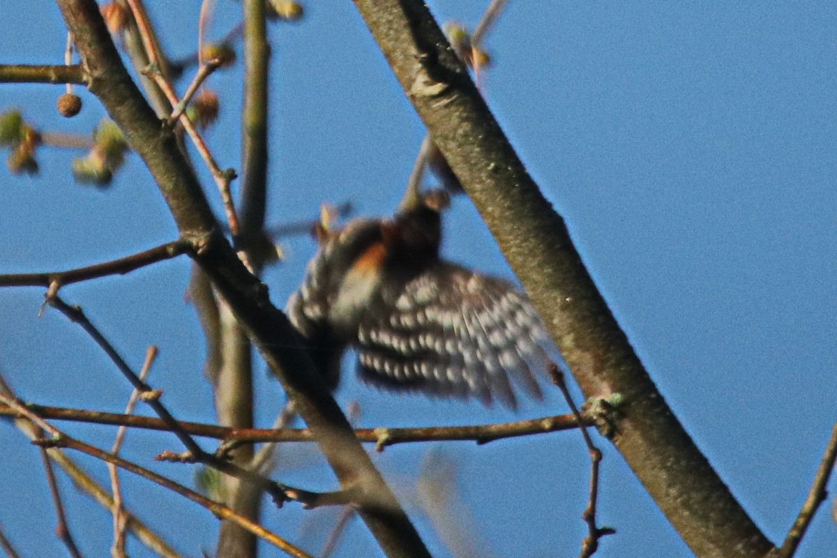 Downy Woodpecker - ML495392831