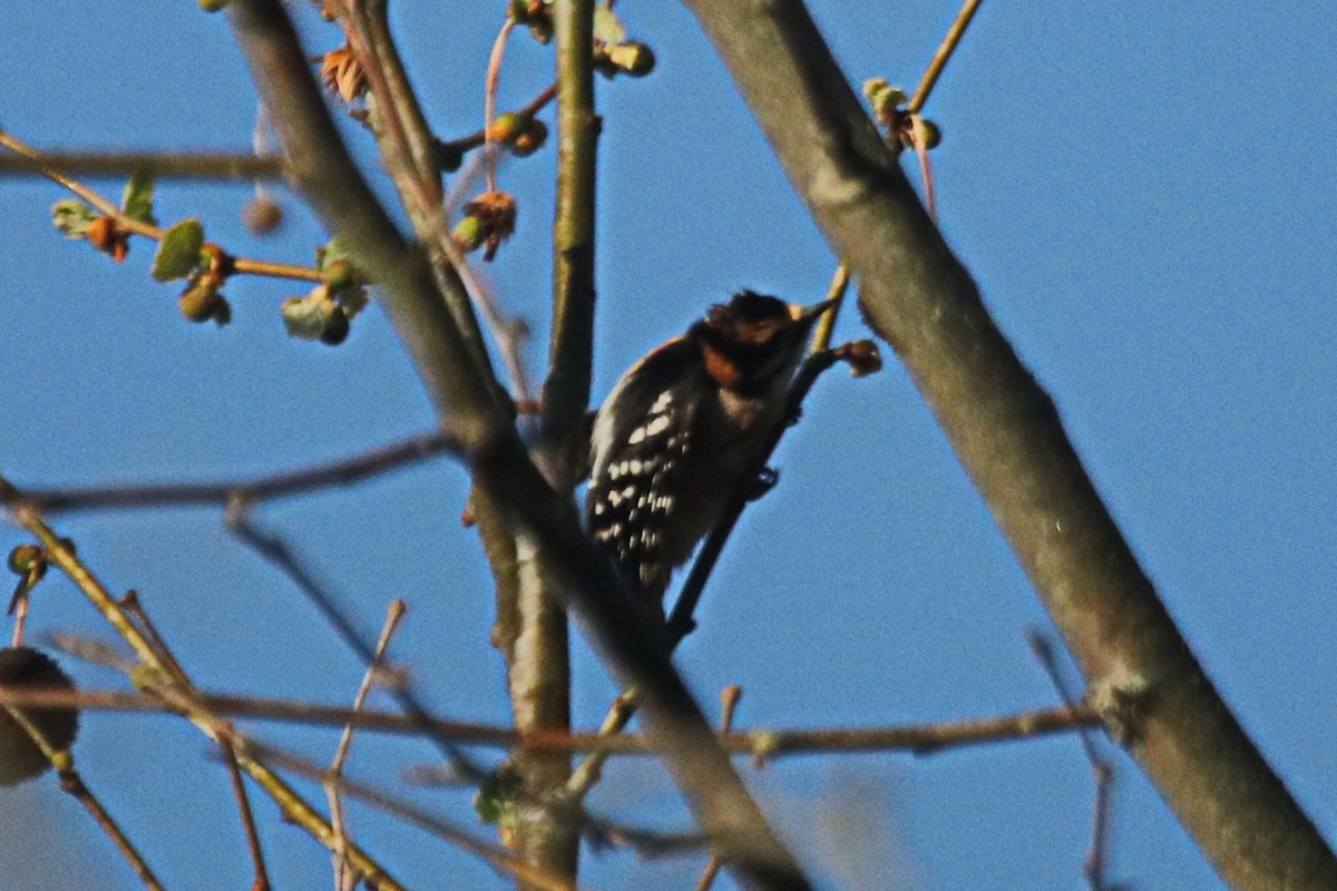 Downy Woodpecker - ML495392841
