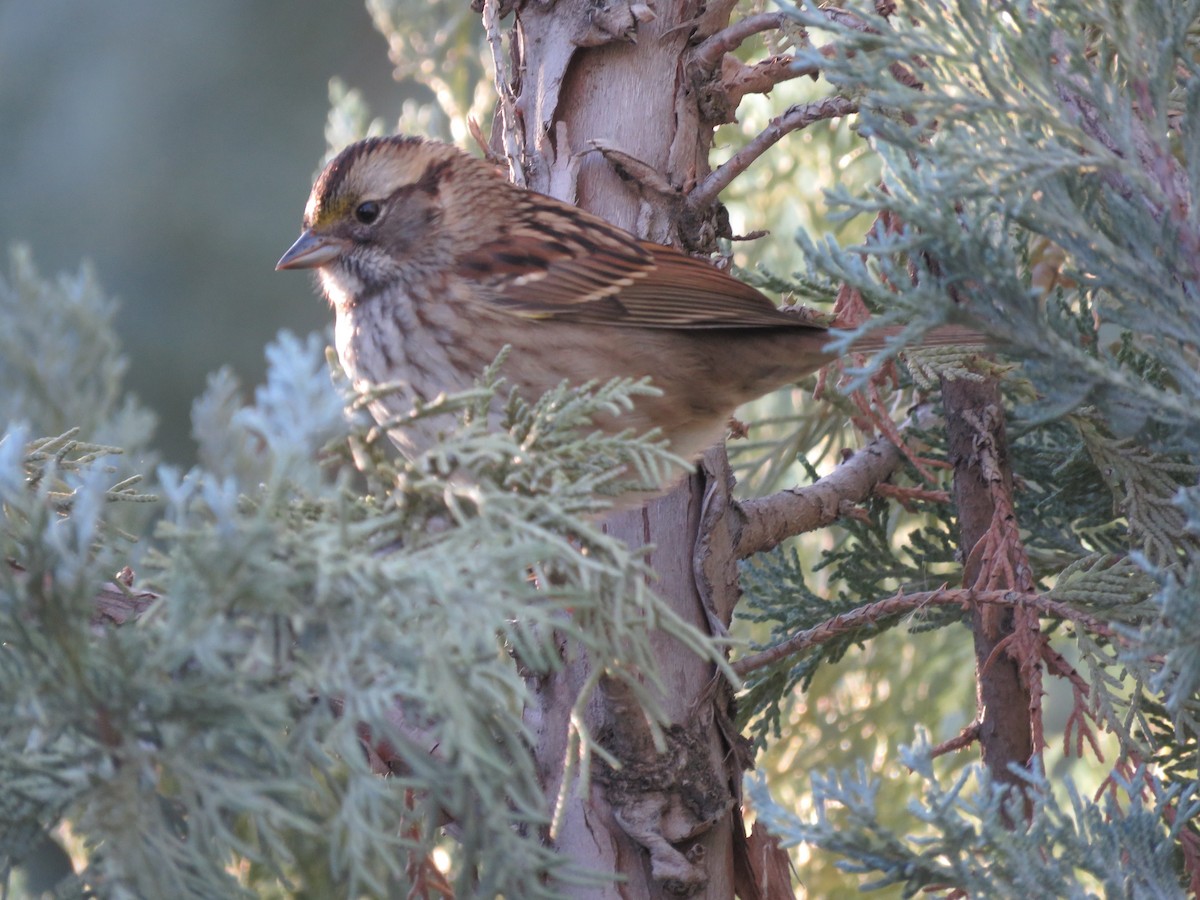 White-throated Sparrow - ML495394281