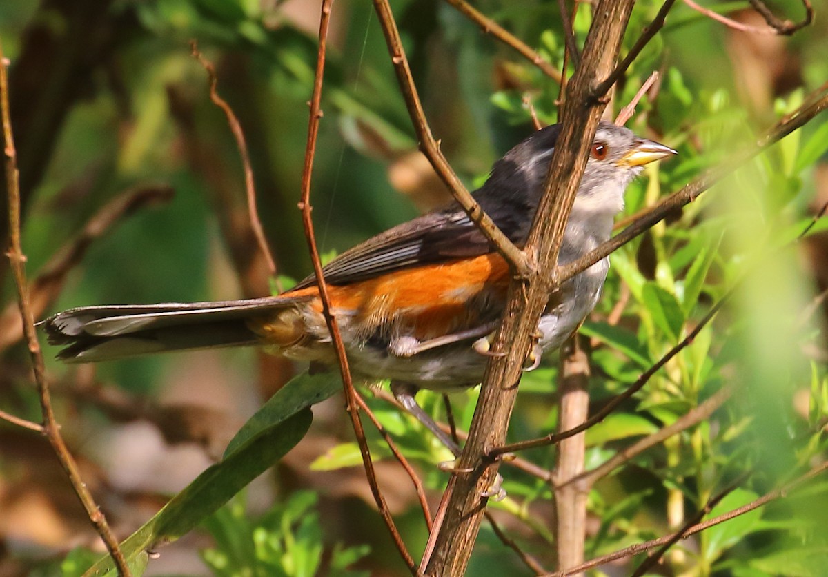 Gray-throated Warbling Finch - Mats Hildeman