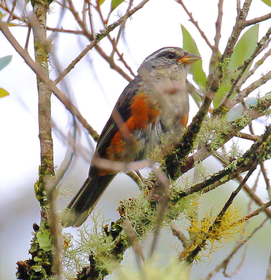 Gray-throated Warbling Finch - Mats Hildeman