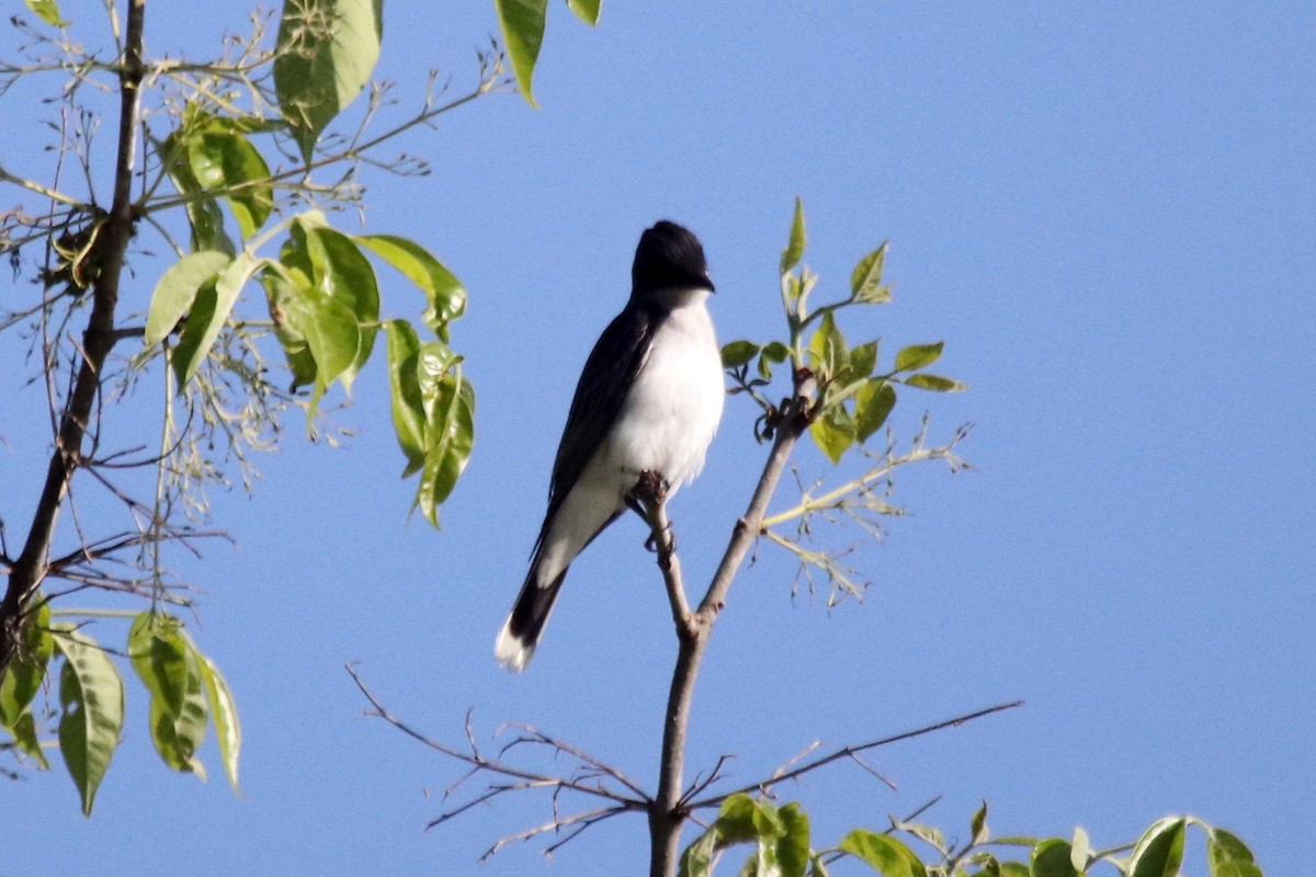 Eastern Kingbird - ML495395481