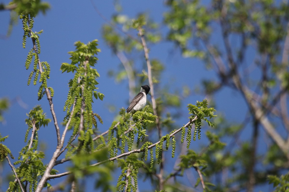 Eastern Kingbird - ML495395501