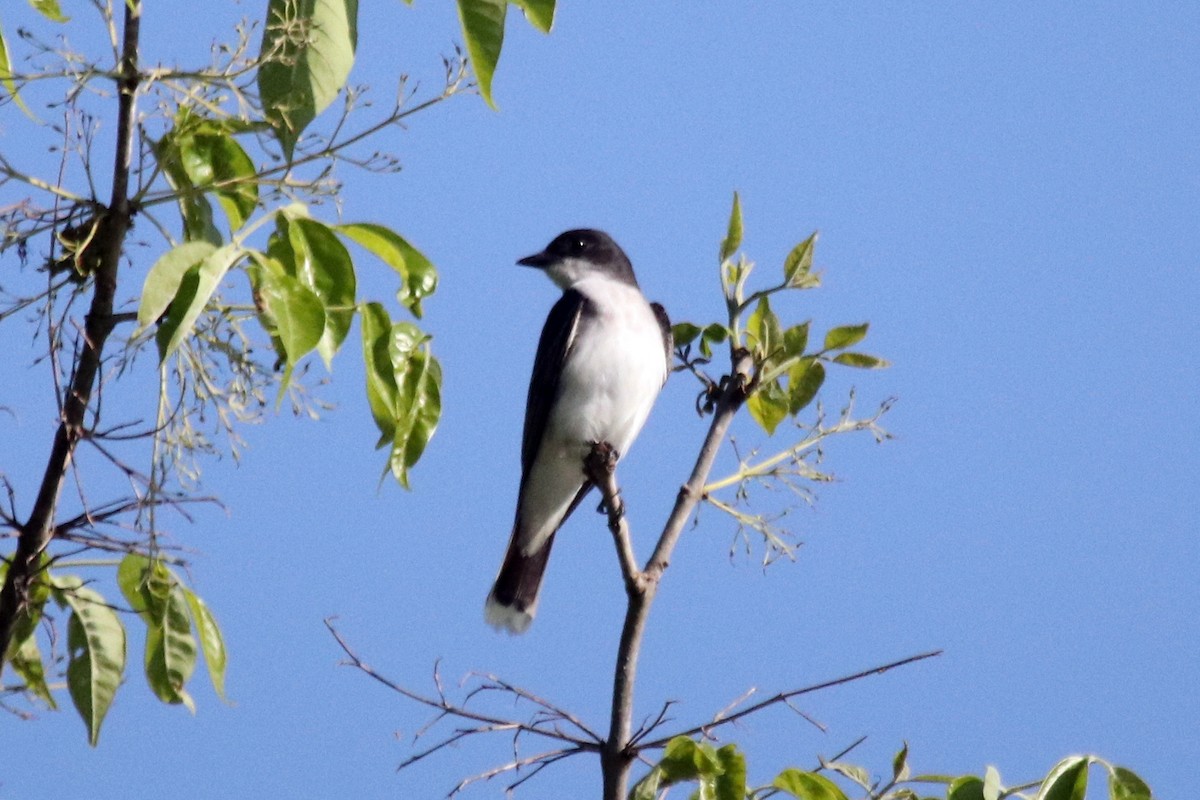 Eastern Kingbird - ML495395511