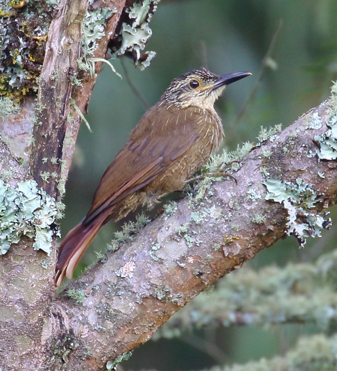 Planalto Woodcreeper - ML495397911